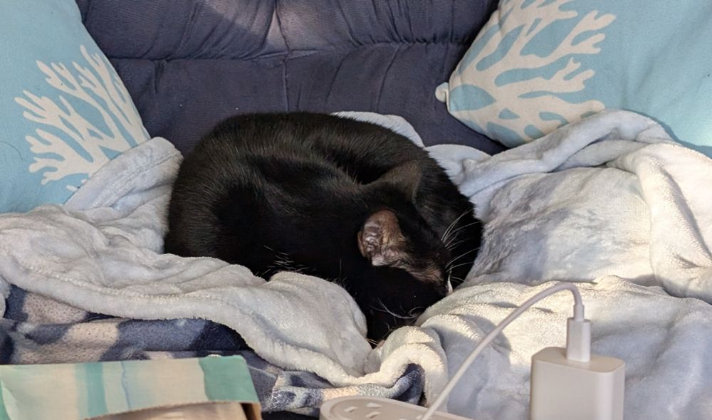 A black cat sleeping on blankets on a couch