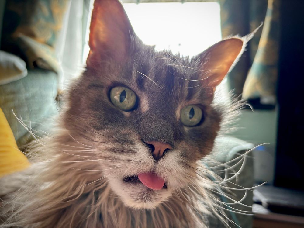 A Maine Coone cat called Catlin with her tongue out