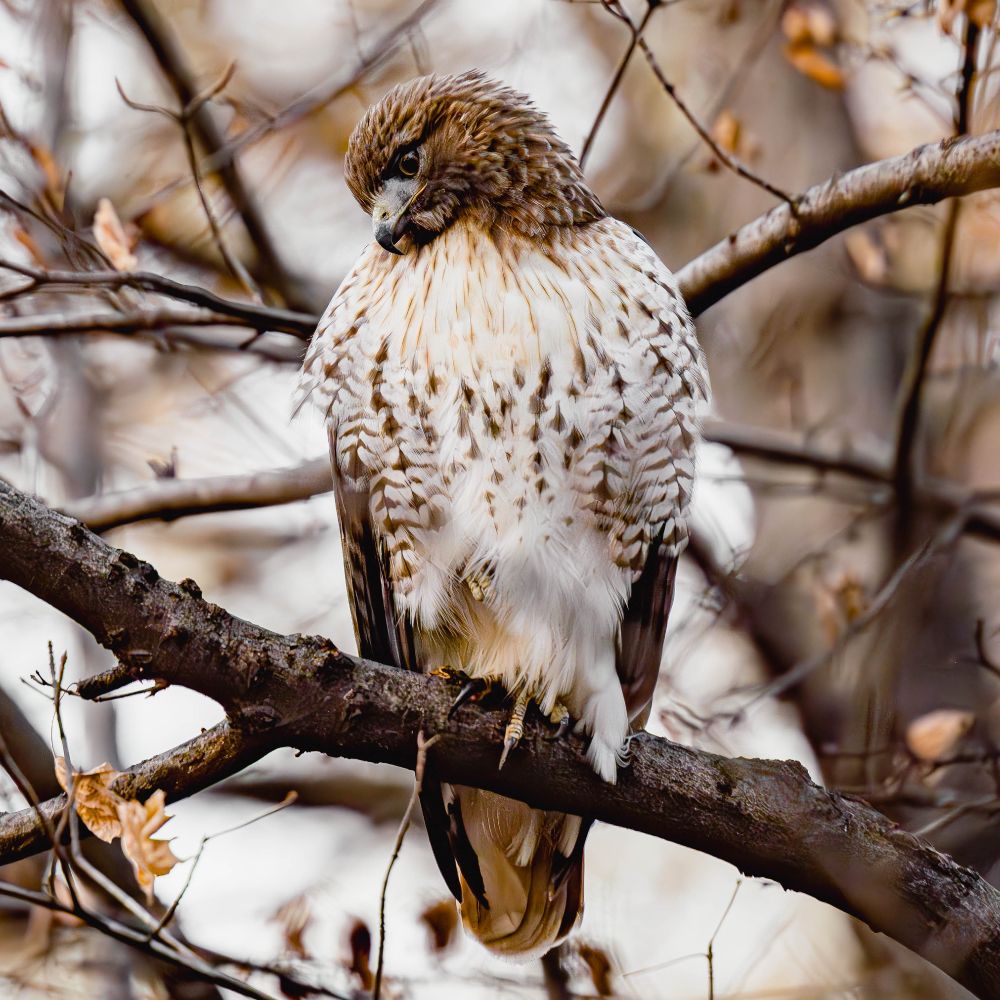 A large, female Red-tailed Hawk is shown perching on a branch w/one foot while holding the other foot close to her body. She faces front & looks down to scout prey on the ground. Her dark brown head, white breast streaked w/orange, brown & white belly-band & orange eyes are complimented by framing bare brown branches w/a few orange leaves. This older, beloved hawk appears fiery like the woods at sunset. 