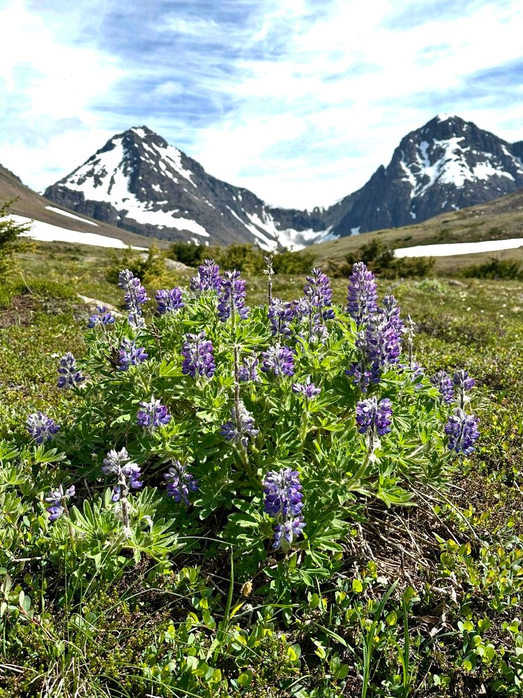 Purple lupine in the foreground with snow blue North and South Yuyanq’ Ch’ex peaks behind. 