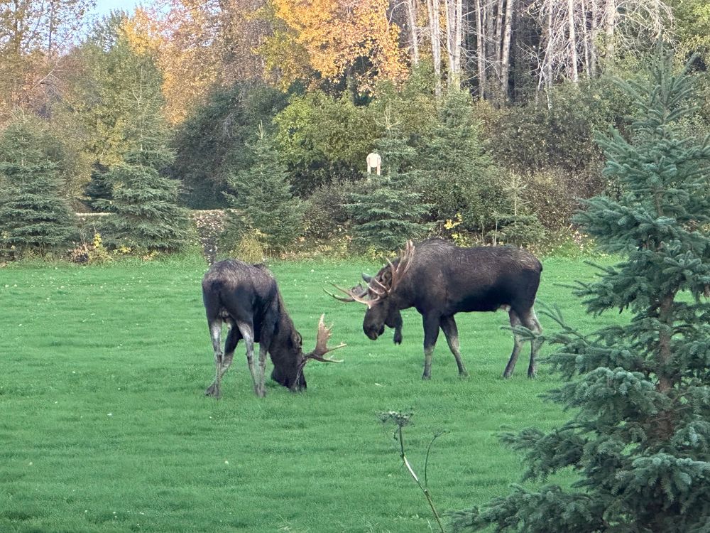 Two bull moose on a soccer field 