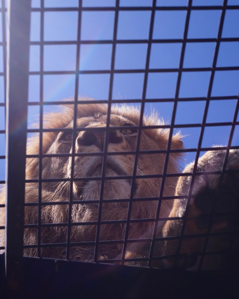 A male lion staring into the distance. His paw rests in front of him. Photograph taken from below inside a cage of meshed wire.