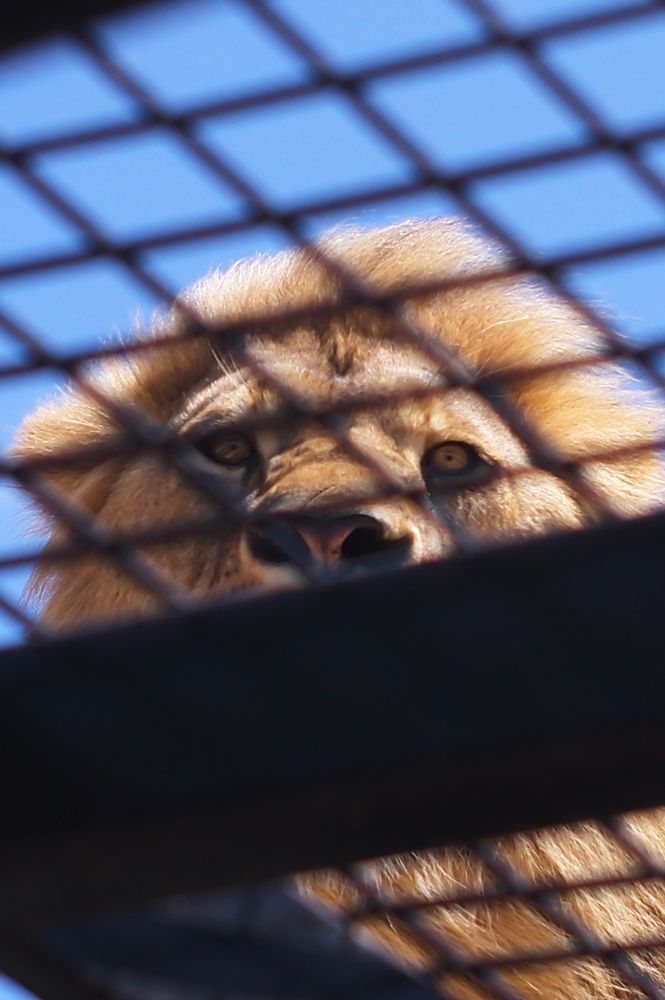 A male lion looking down through meshed wire making eye contact with the camera.