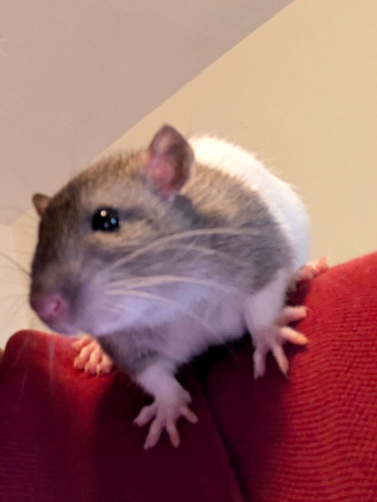 A young rat with a smooth gray-brown and white coat perches on a person's shoulder, looking curiously at ... something.