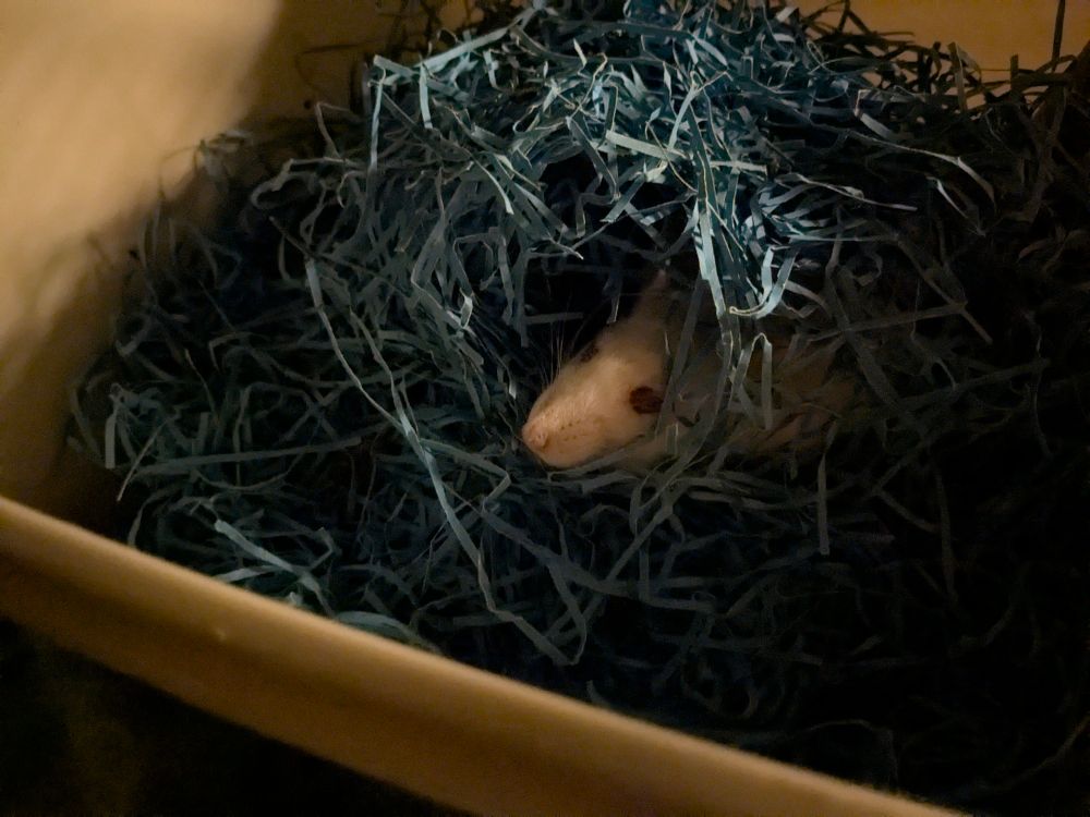 An albino rat with red eyes peeks out of a pile of blue paper shreds in a cardboard box.