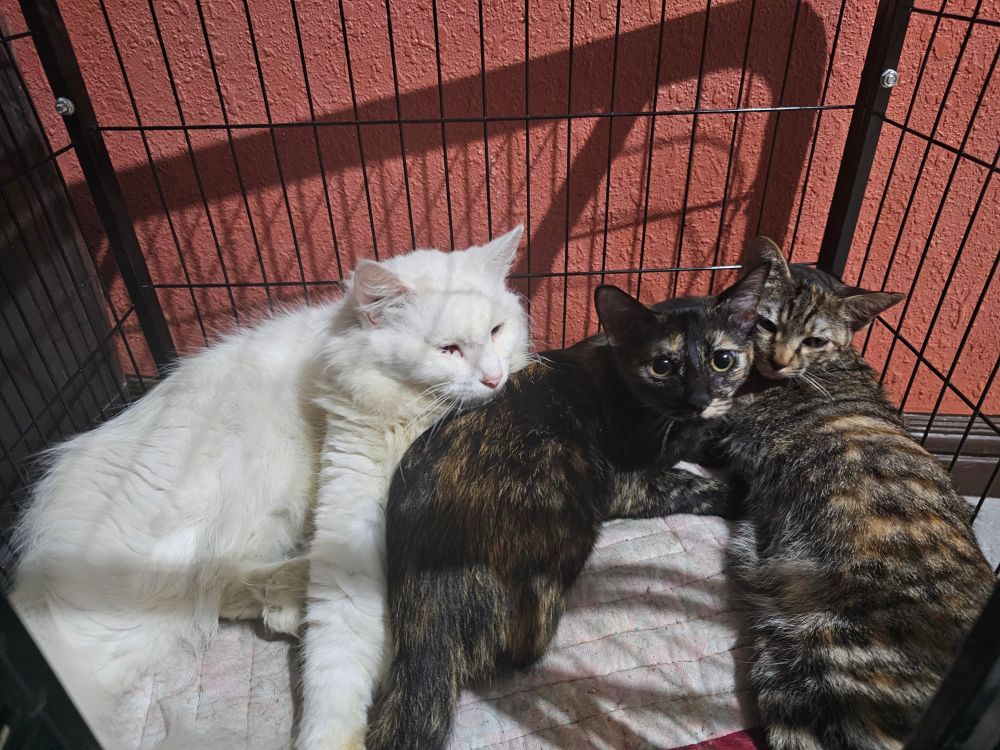 three cats sleeping together in a cage