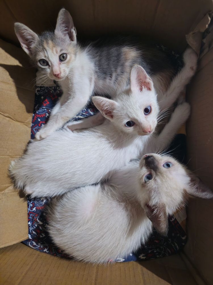 three kittens in a box looking at the camera