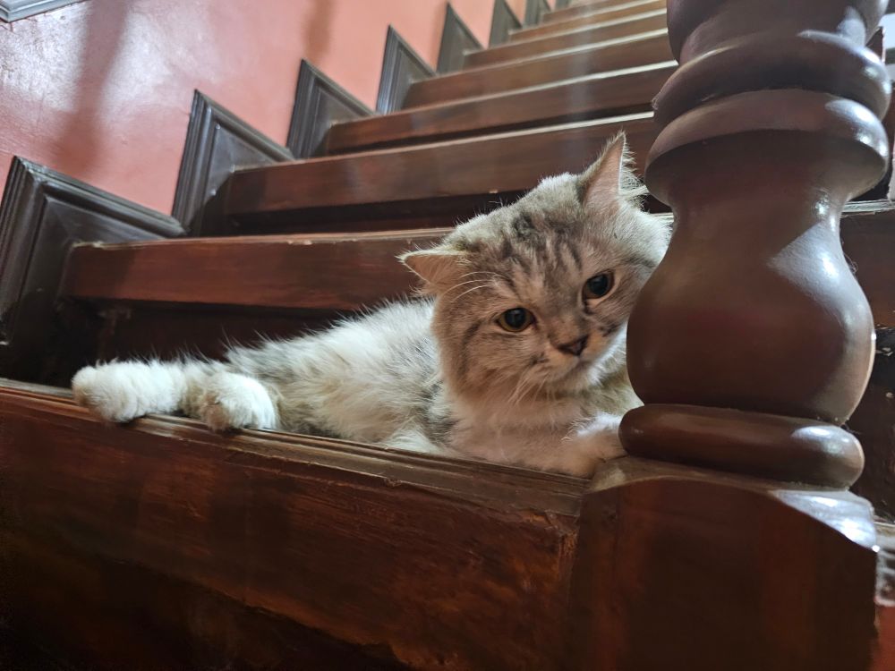 a grey and white persian cat on a stairs