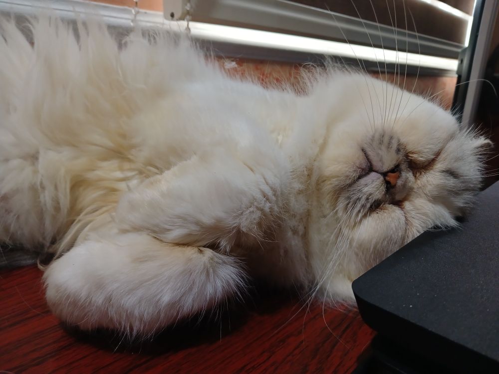 white exotic persian cat sleeping