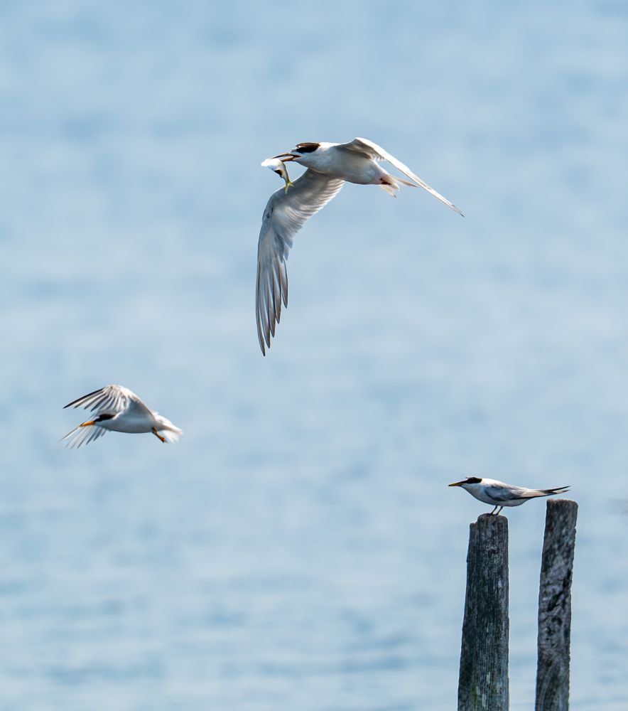 A tern soars through the top of the frame holding a fish in a long sharp beak. Lower in the frame, a second tern takes flight to compete for the meal. A third tern watches passively from a perch on a vertical wooden pole. The birds are white with black caps and dark or orange beaks. Their wings are narrow and pointed. They seem to be built for speed and maneuverability. 