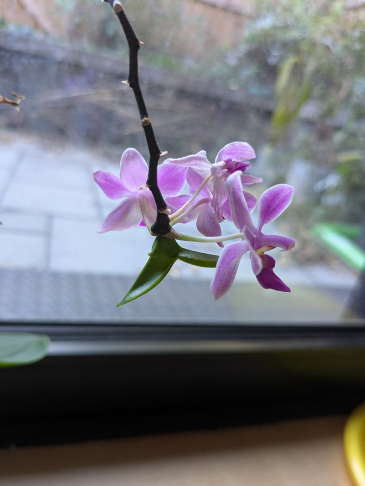 Orchid flower stalk with three purple flowers and a keiki with a few small leaves.