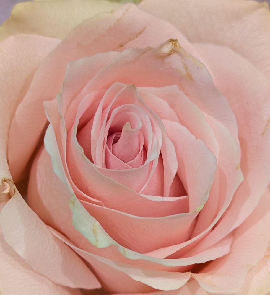 Closeup of a pink and green rose.
