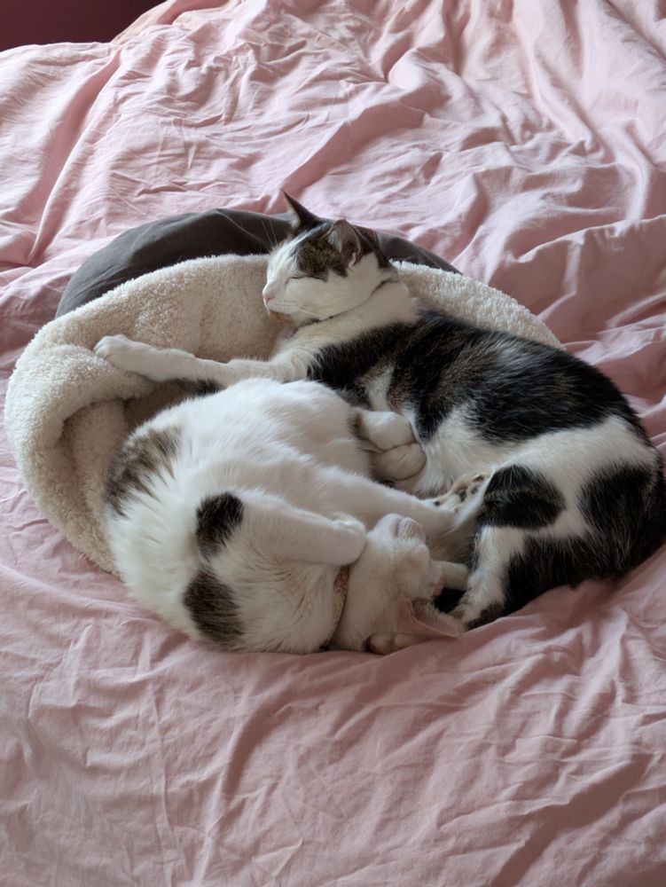 Two cats laying on a bed like a ying Yang. Both cats sleeping & looking content.