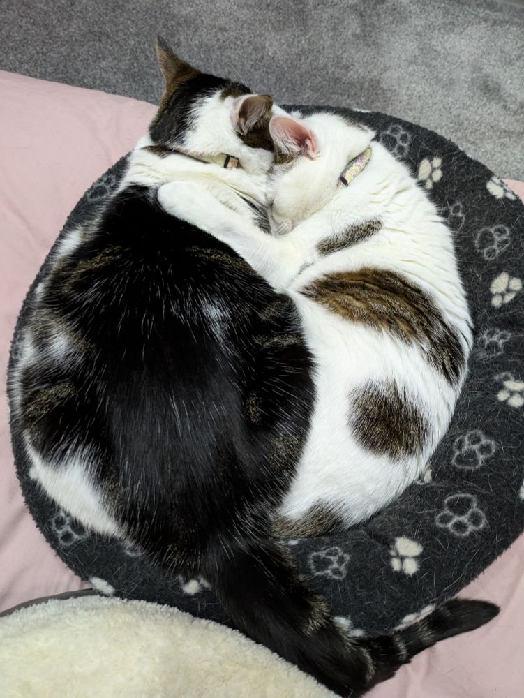 Tabby cat and white cat cuddling on a black cat bed. White cat has paw around tabby cat. Their heads are nuzzled together and their eyes are closed 