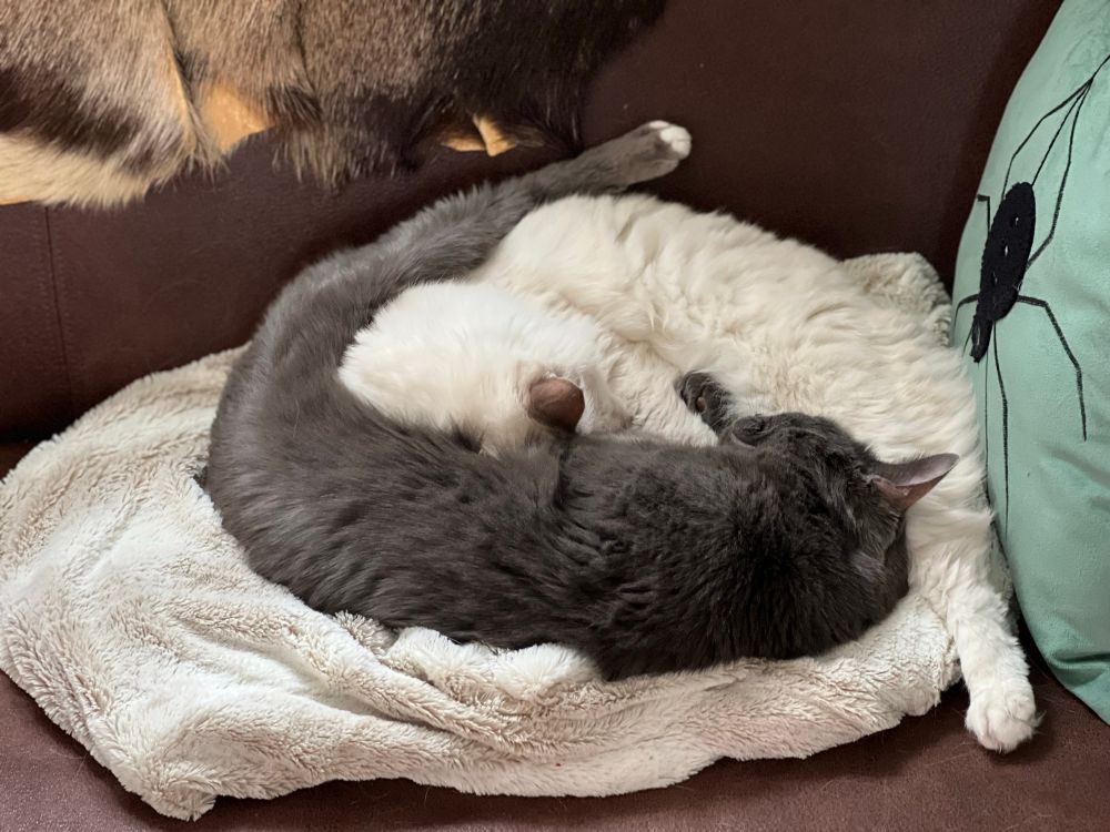 A grey cat and a white cat, curled up together on a white blanket or cat bed, on brown sofa. 