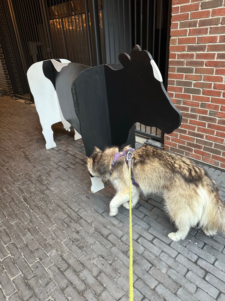 A brown and cream husky approaches a black and white sculpture of a cow