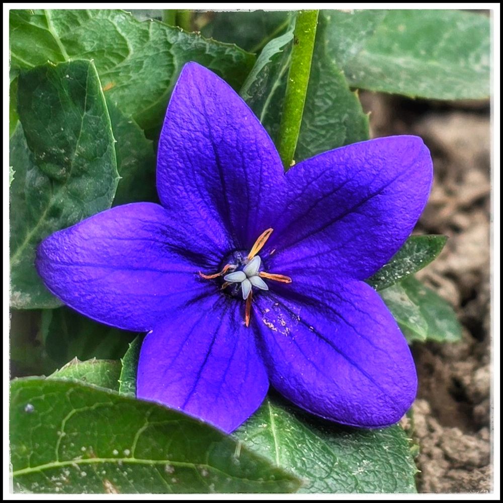 Eine blaue Blüte inmitten von grünen Blättern. 