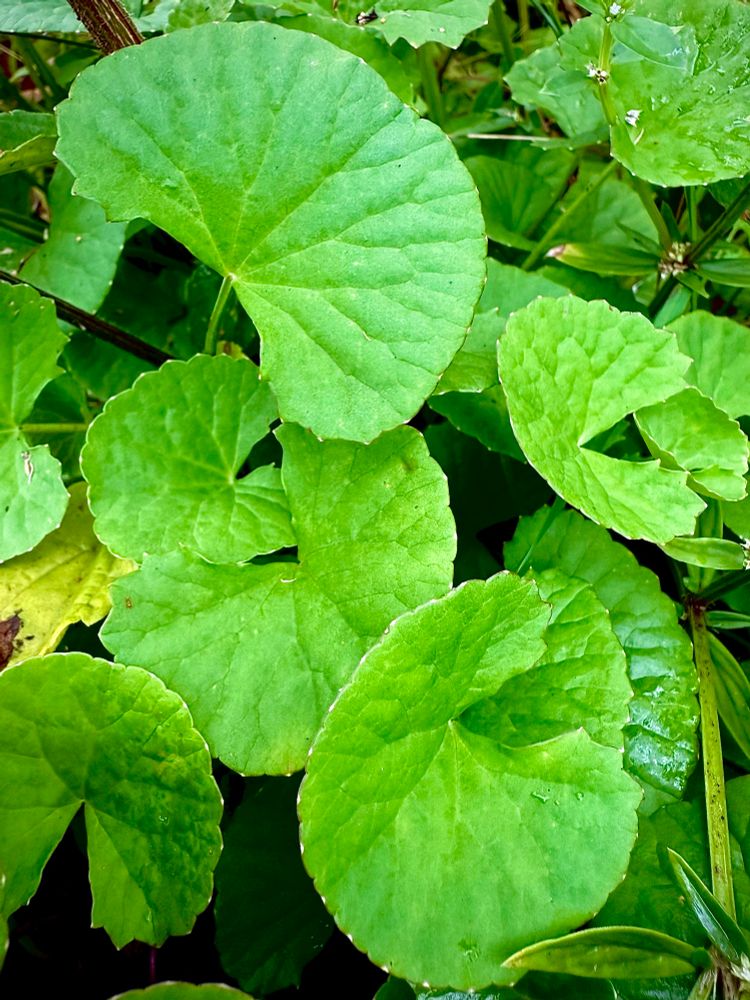 A low-growing plant with small, green, fan-shaped leaves.