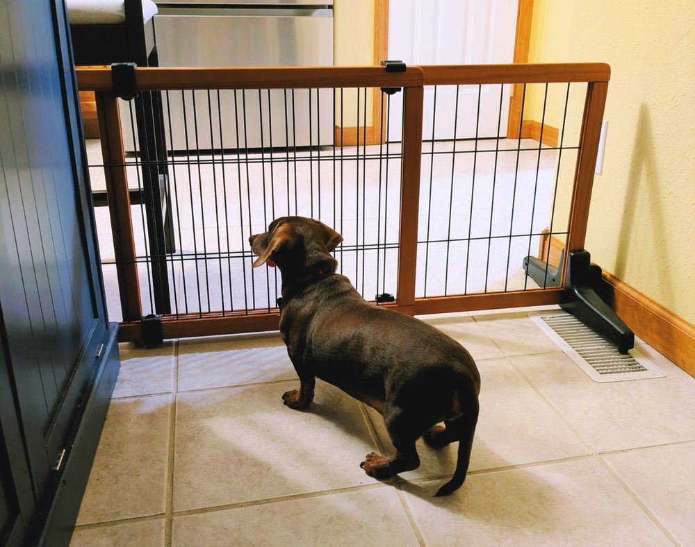 A dark brown dachshund staring through a dog-proof gate. He is very sad.