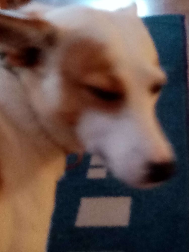 An unsharp close-up picture of a dog. She has white fur with a brown spot on her face.