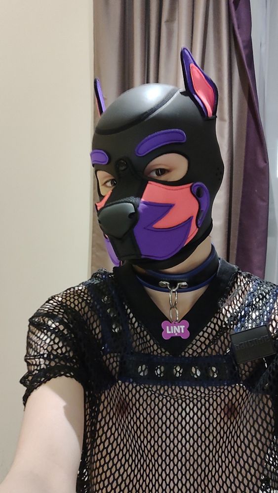 Pup Lint wearing new hood
