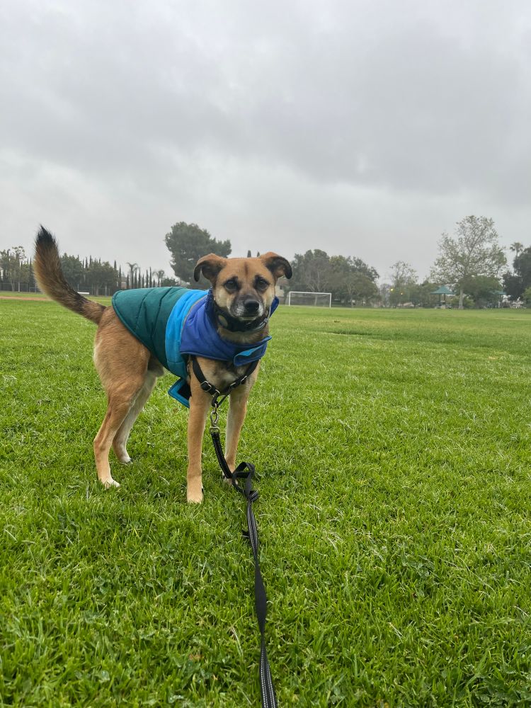 Maui, the dog, wearing a blue/green raincoat stains in the grass on a drizzly afternoon 