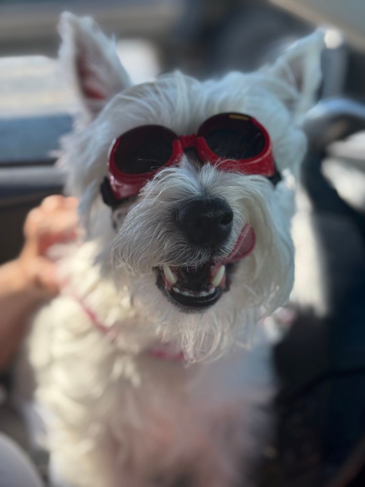 Daisy 🌼 the Westie girl wearing her Snoopy Doggles 🤓 