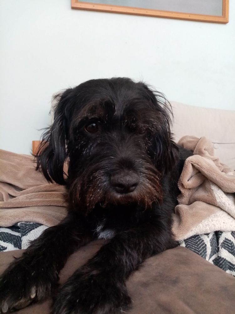 Dog snuggling on sofa with blankets