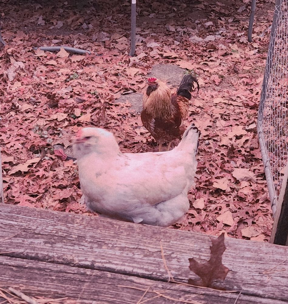 A picture of my two chickens one rooster and one hen who have been cooped up for a week due to my traveling as well.