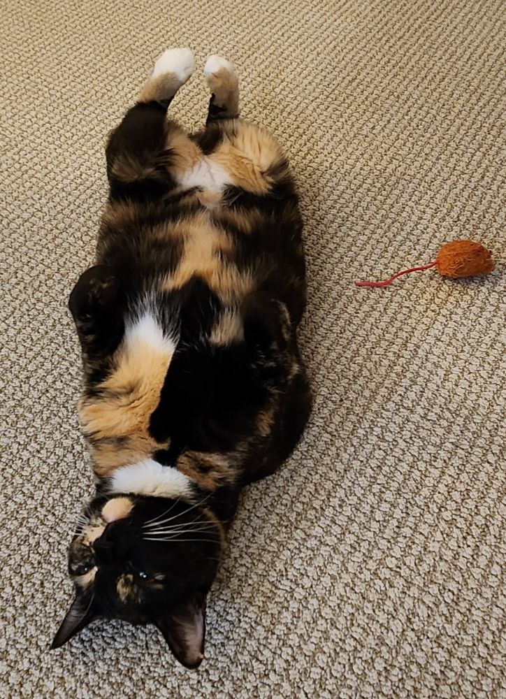 My mom's cat laying on her back on the floor.