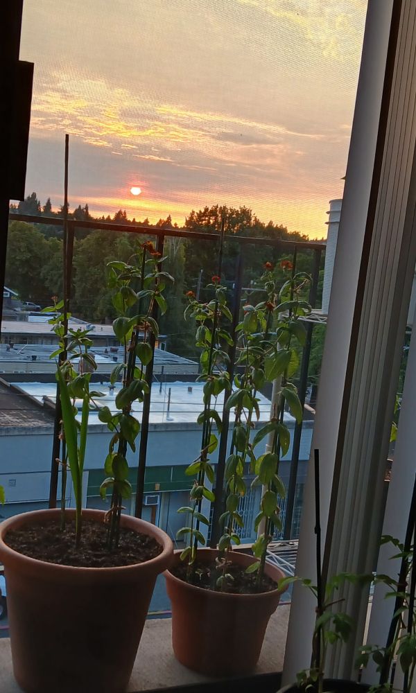 Image shows some potted plants on a small balcony overlooking a pink and yellow sunset.