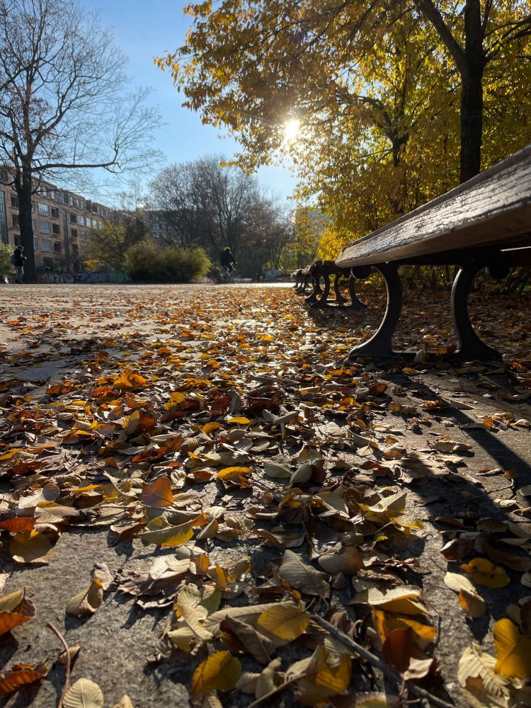 Herbstsonnen Vormittag, gewärmter Boden dekoriert mit Laub, gelb ist der Augenblick