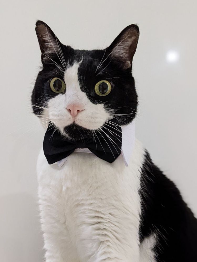 Gato blanco y negro con pajarita. Está muy guapo