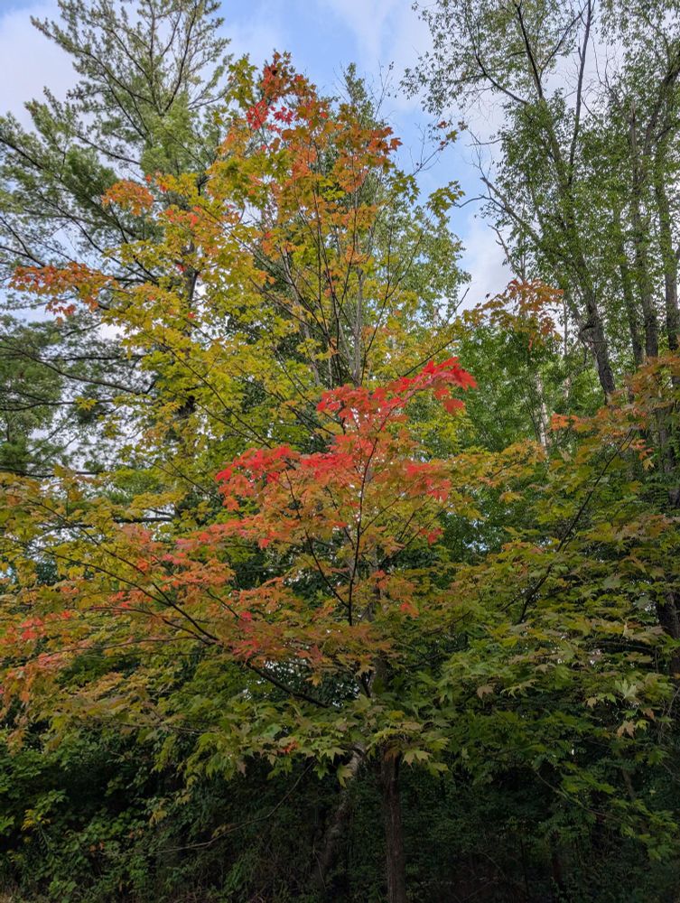 A green tree beginning to turn red