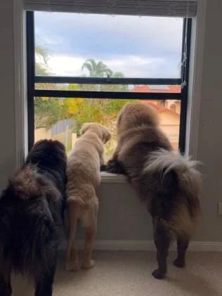 Three dogs looking out of a window