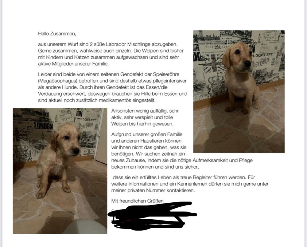 Fotos der Labrador-Welpen.
Name und Telefon wurde unkenntlich gemacht.

Hallo Zusammen,
aus unserem Wurf sind 2 süße Labrador Mischlinge abzugeben.
Gerne zusammen, wahlweise auch einzeln. Die Welpen sind bisher
mit Kindern und Katzen zusammen aufgewachsen und sind sehr
-LOOK LEFT
aktive Mitglieder unserer Familie.
Leider sind beide von einem seltenen Gendefekt der Speiseröhre (Megaösophagus) betroffen und sind deshalb etwas pflegeintensiver als andere Hunde. Durch ihren Gendefekt ist das Essen/die Verdauung erschwert, deswegen brauchen sie Hilfe beim Essen und sind aktuell noch zusätzlich medikamentös eingestellt.
Ansonsten wenig auffällig, sehr
aktiv, sehr verspielt und tolle
Welpen bis hierhin gewesen.
Aufgrund unserer großen Familie und anderen Haustieren können wir ihnen nicht das geben, was sie benötigen. Wir suchen zeitnah ein neues Zuhause, indem sie die nötige Aufmerksamkeit und Pflege bekommen können und sind uns sicher, dass sie ein erfülltes Leben als treue Begleiter führen werden. Für weitere Informationen und ein Kennenlernen dürfen sie mich gerne unter meiner privaten Nummer kontaktieren.