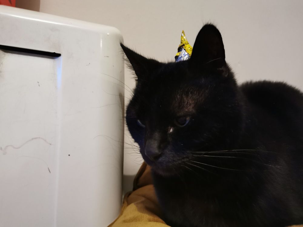 A black cat wearing a small cone hat made of coloured tin foil