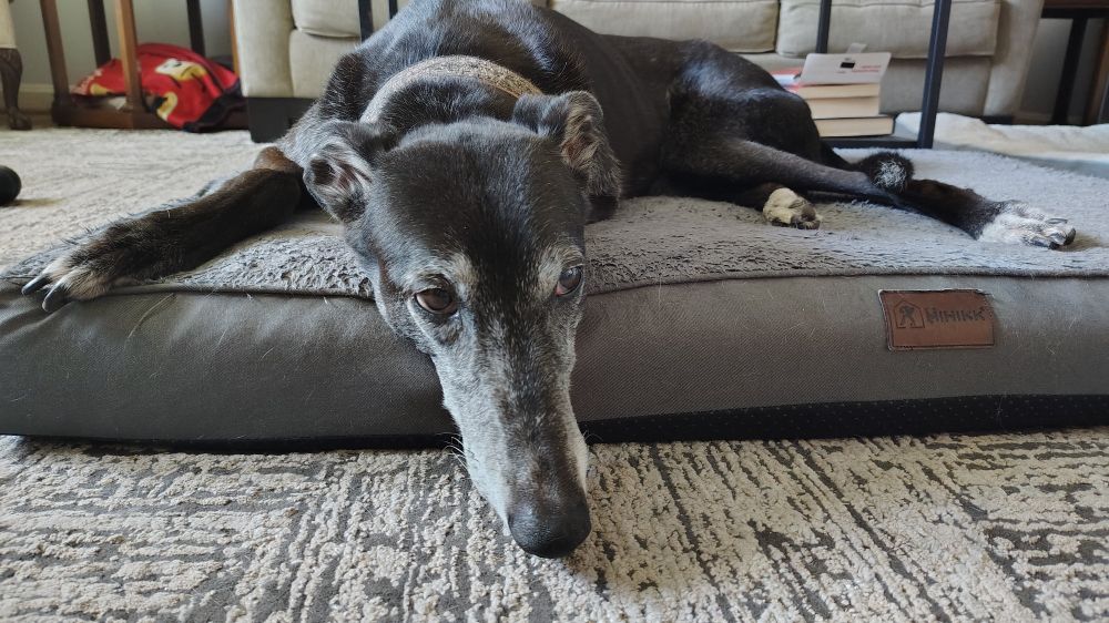 A very old Greyhound laying on a bed