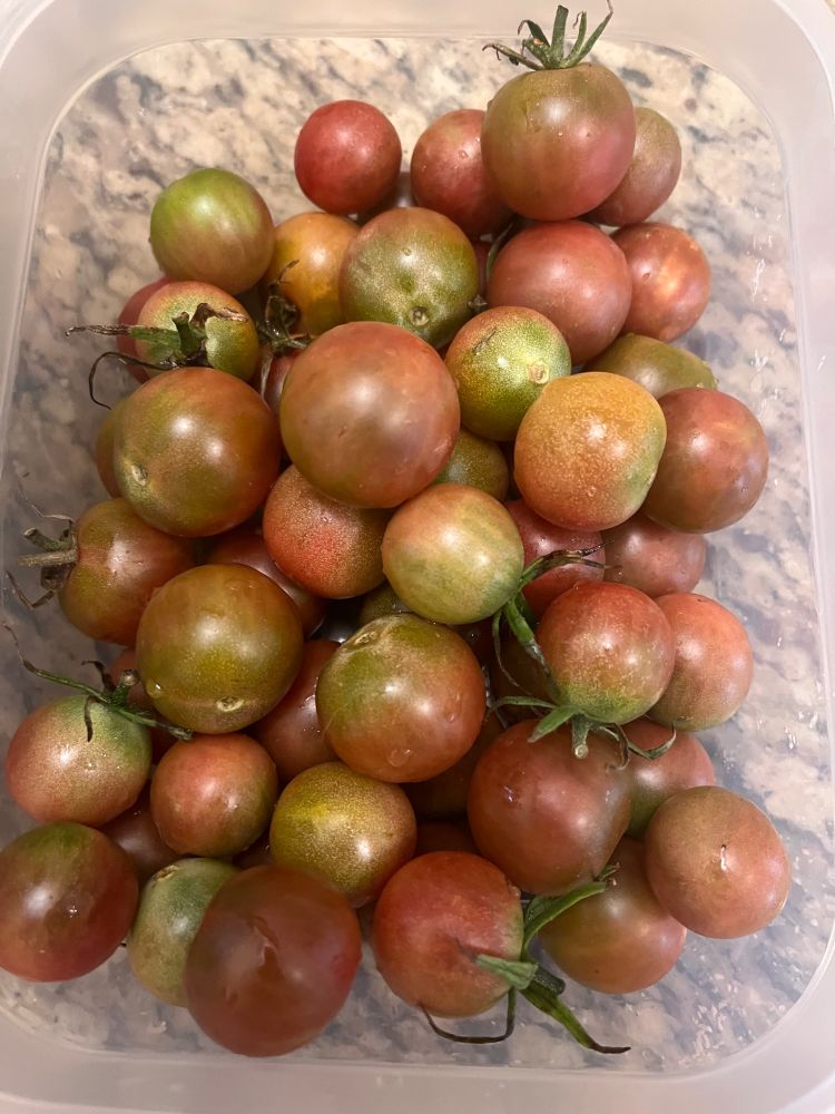 A container of black cherry tomatoes, green and yellow with a purplish hue