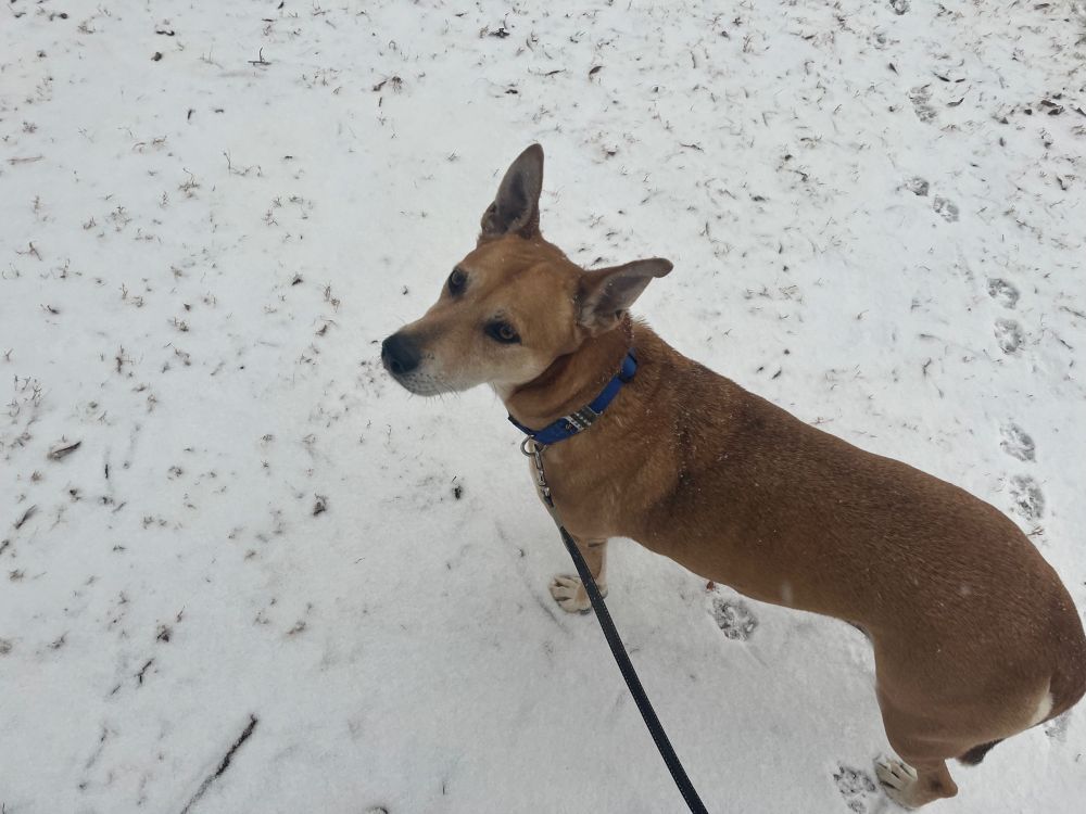 Frida standing in the snow, looking up