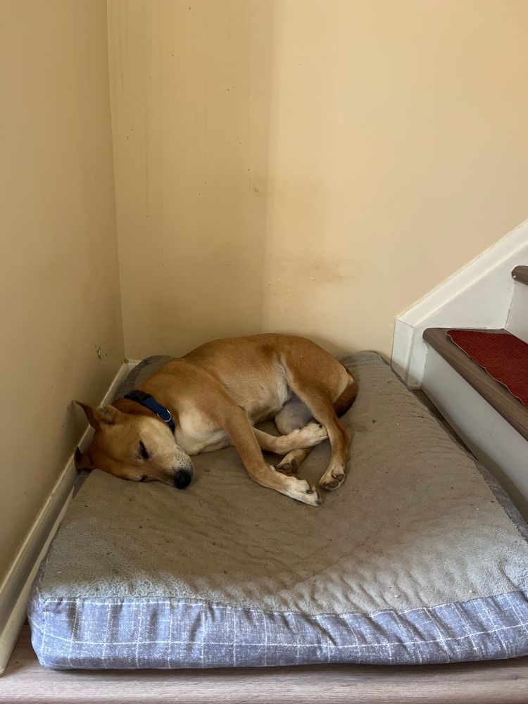 Doggy snoozing on her doggy pillow
