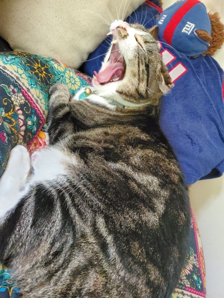 My Tabby cat, Mando, laying on a circular pillow mid-yawn with his eyes closed and mouth wide open