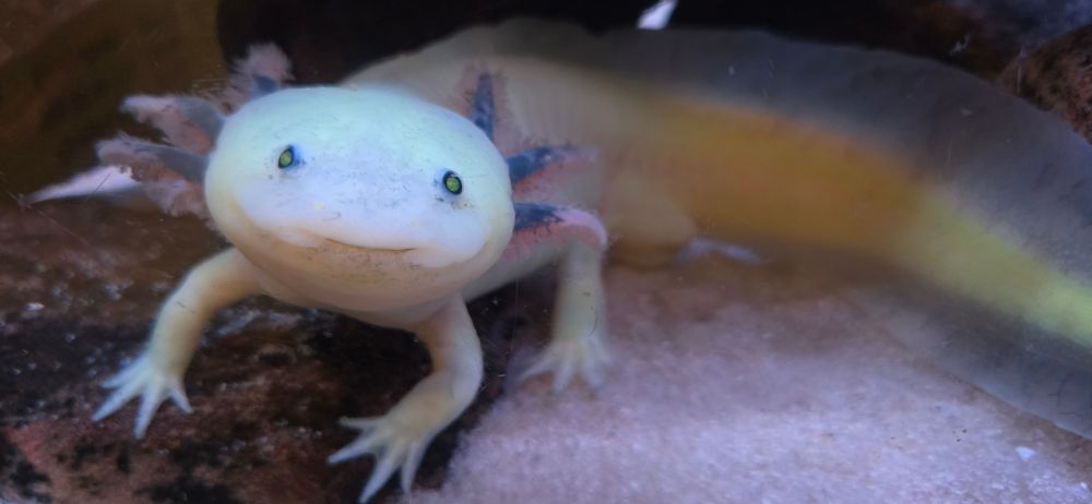 A lugubriously translucent-white aquatic salamander faces the viewer, with its long, wide tail trailing to the right. Three of its little feet are visible, toes splayed on the underwater rock, it looks poised and attentive. It seems to look directly at you, external gills flowing in pink-and-dark-blue-frilled glory on either side of its head, smiling its adorable, iconic smile.