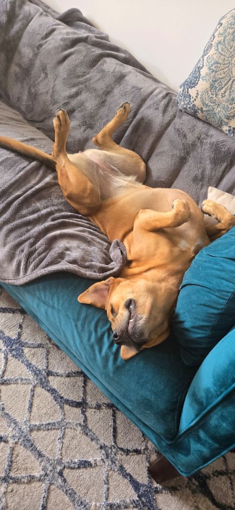 Tan lab mix lying on her back on a teal velvet couch with a plush grey blanket. Her four paws in the air, head thrown back and ears flapping wide, she appears to be grinning at the sweet marvel of her current state of relaxation.