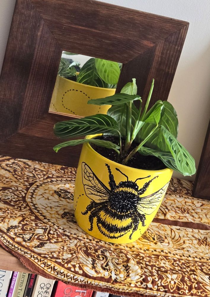 A small prayer plant in a yellow pot sits atop a bookshelf. The pot features a very large hand-painted bumblebee in an anatomic drawing style, detailing all its glorious fuzziness. A dotted line suggesting a wandering flight path can be seen on either side and around the back (as seen in the reflection within a small mirror behind the pot).