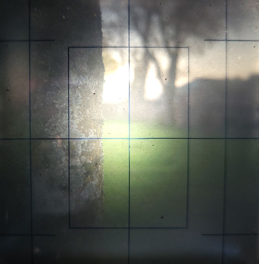 A Group of Trees captured by the Viewfinder of a Flexaret Automat VI.