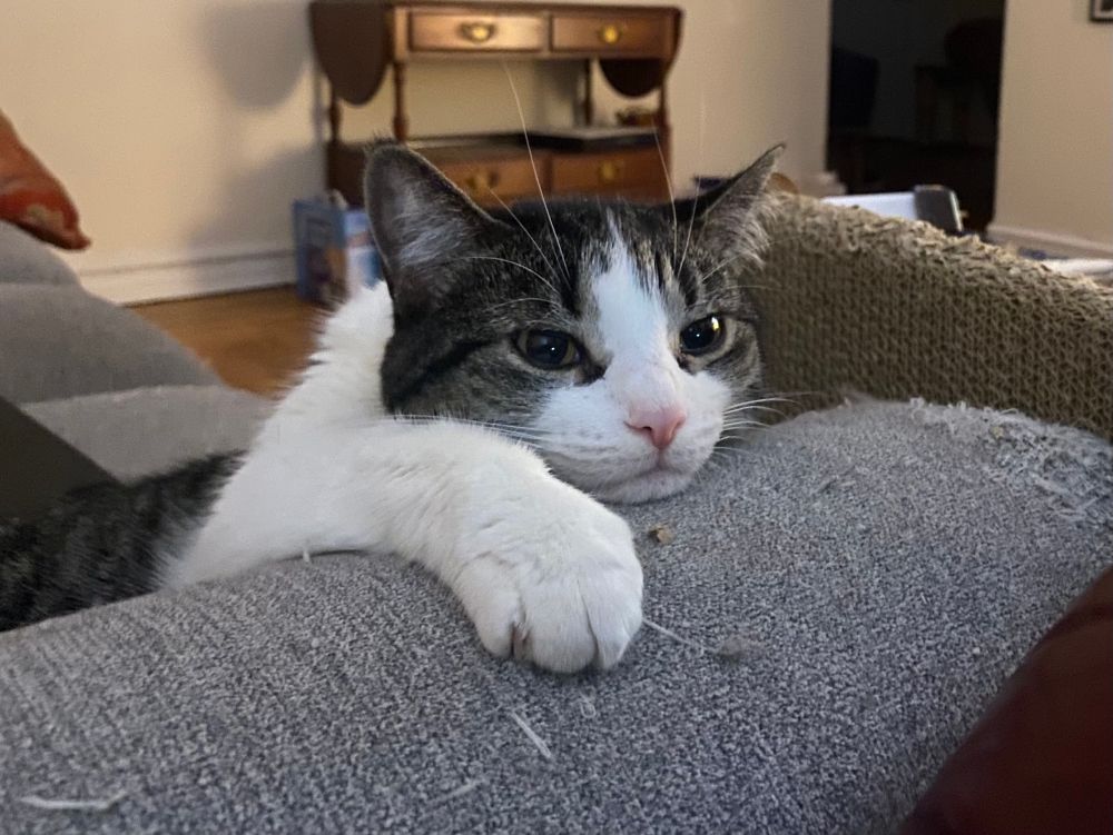 Tabby tux leaning on edge of couch, one paw forward, head laying on armrest, looking slightly melancholy 