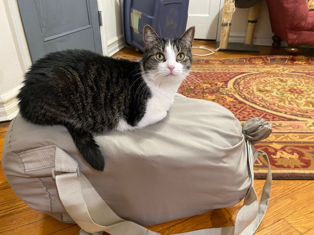 Tabby tux in a loaf position on top of a fresh clean laundry bag