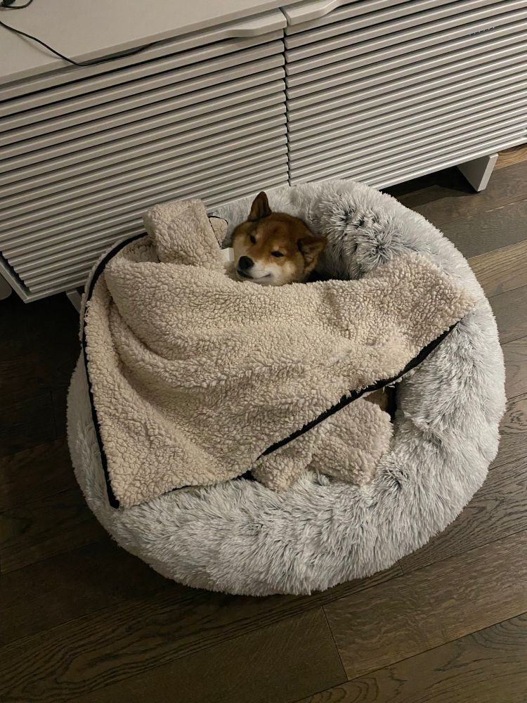 Heero is a Shiba and he is tucked into his giant bed.