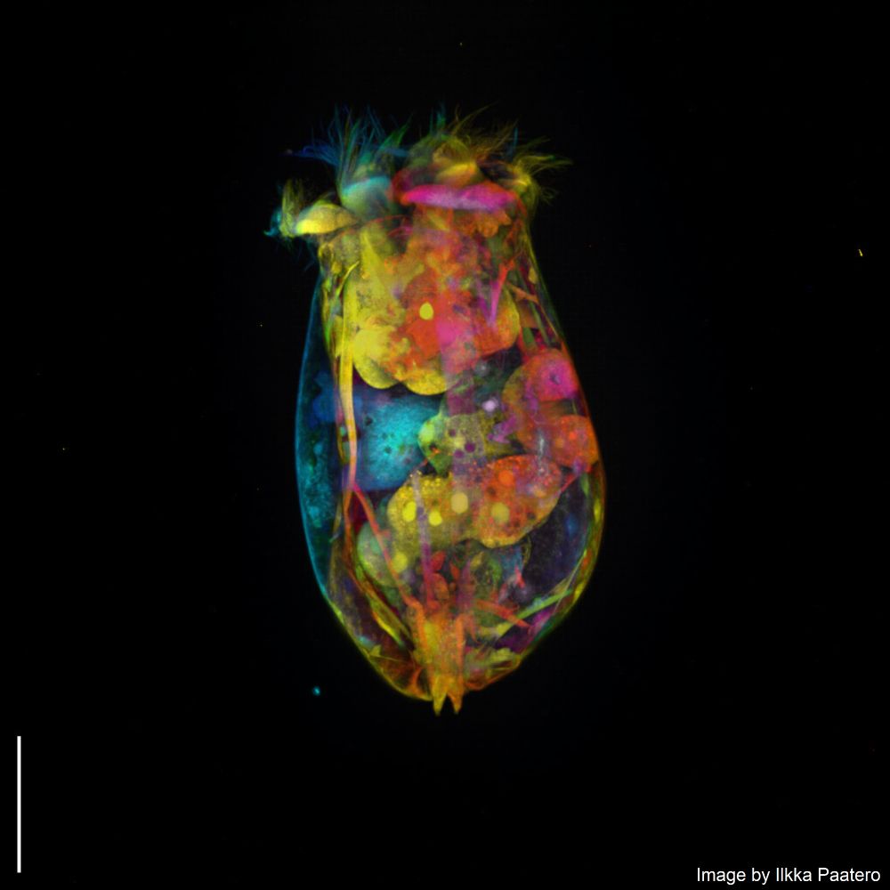 The winner of the TBI image competition: The Rotifer, by Ilkka Paatero